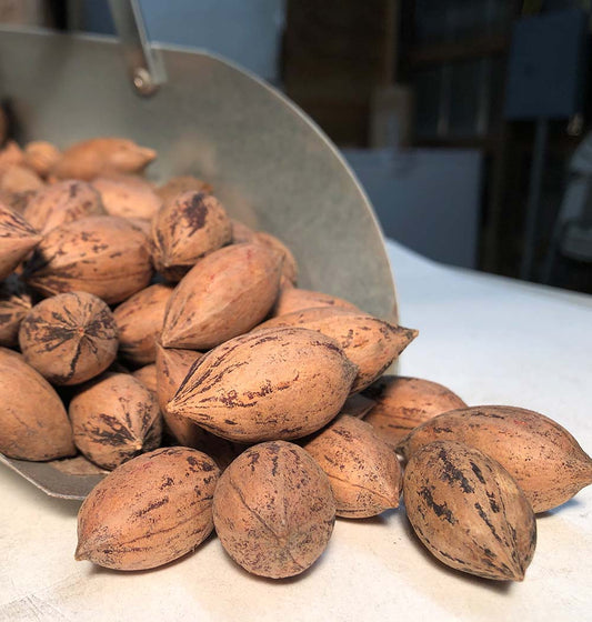 Raw Un-shelled Pecans - 5 lb bag