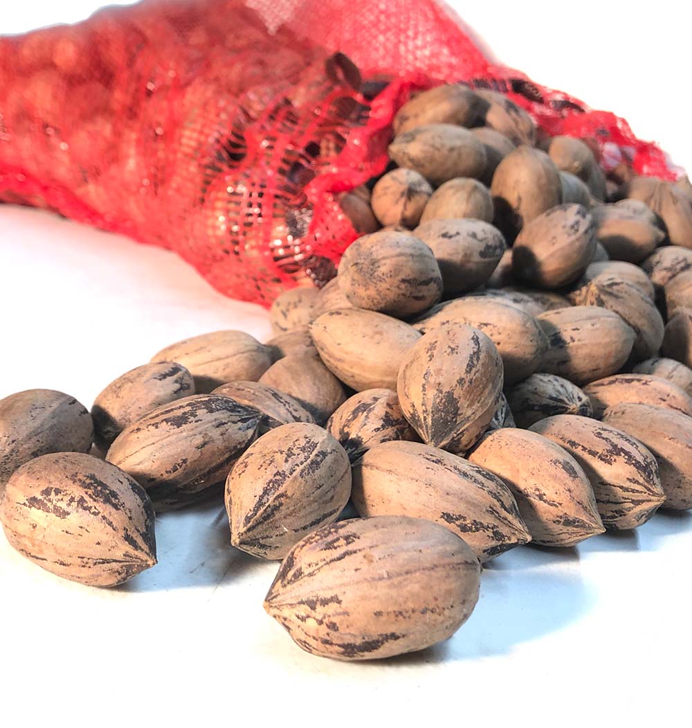 Raw Un-shelled Pecans - 10 lb bag